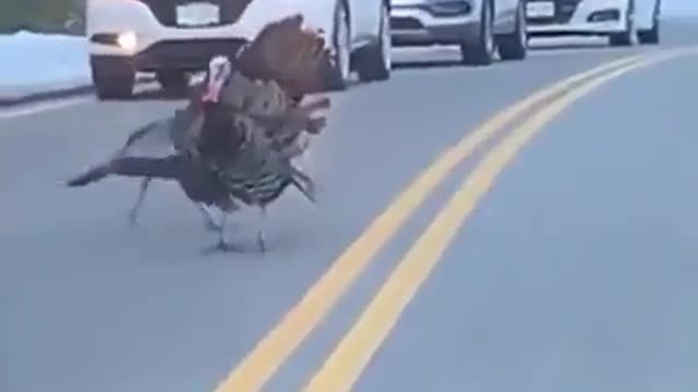 Turkey Crossing