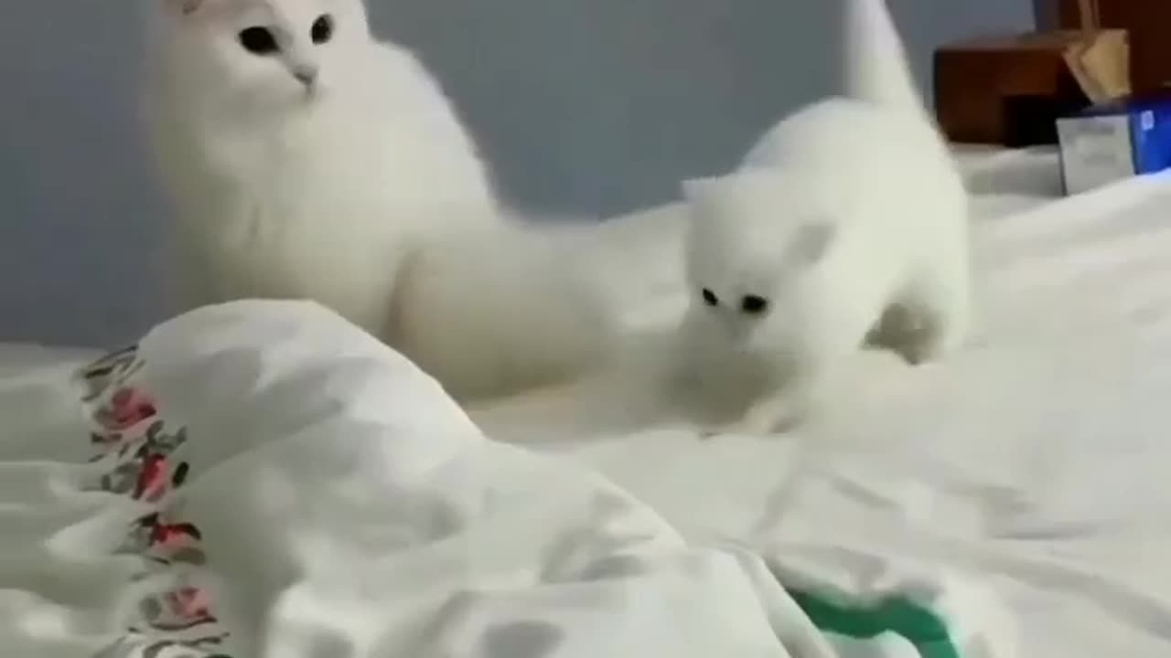 Cotten Cat || lovely Cat