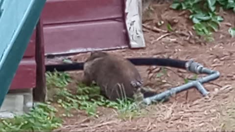 Groundhog at the cabin