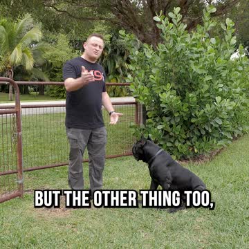 Greeting a New Dog 101