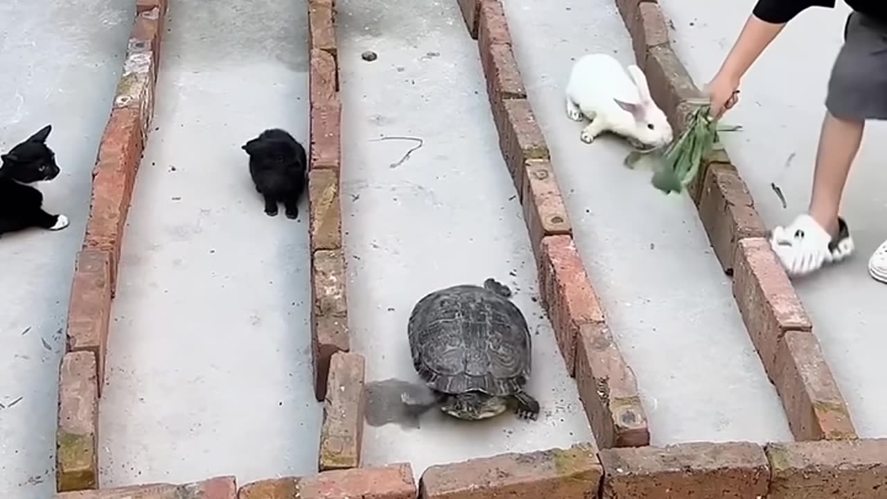 Rabbit 🐇 vs tortoise 🐢omg 😱