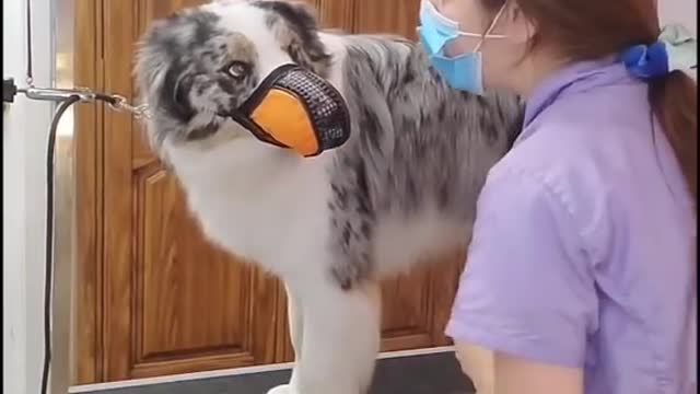 Border Collie shows aggression for grooming- Our Pets 🐶