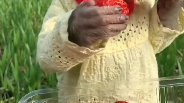 Cute Babby Monkey Eat Strawberry