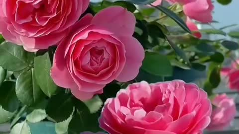 beautiful flower