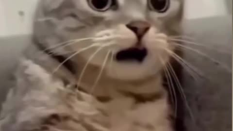 Cat 😺 funny video। Hey one in a Million love cat Cute kitten hugs puppy #shorts