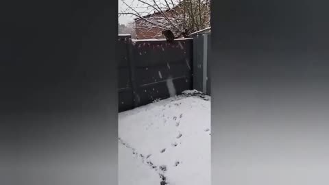 HOUR FUNNY CATS COMPILATION 2022😂_ Funny and Cute Cat Videos😸 ! - 003