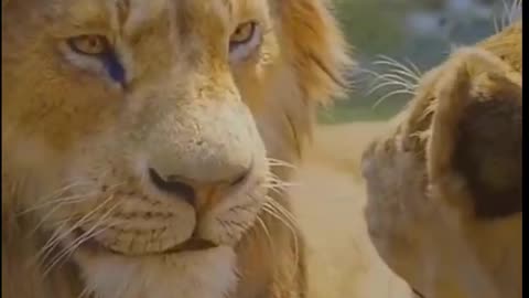 Lion Attitude