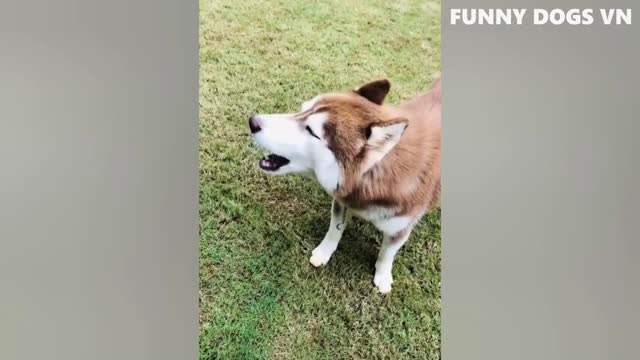 Funny Animal Video