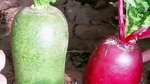 Amazing videos vol 27