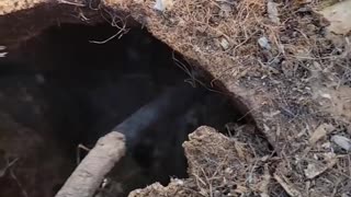 Baby Squirrels Rescued From Log