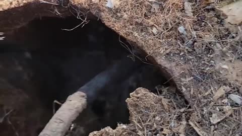 Baby Squirrels Rescued From Log