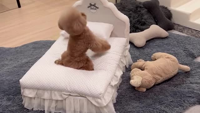 Teddy is very skillful in giving new year's greetings