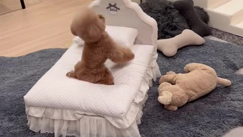 Teddy is very skillful in giving new year's greetings