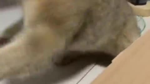 Funniest Cats And Dogs Video 😉😍😍😍