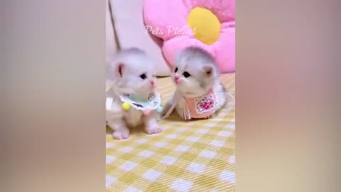 Fun with cats.💕