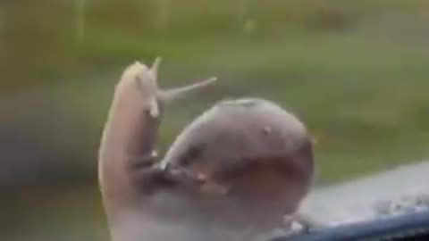 Snail traveler