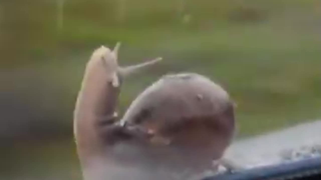 Snail traveler