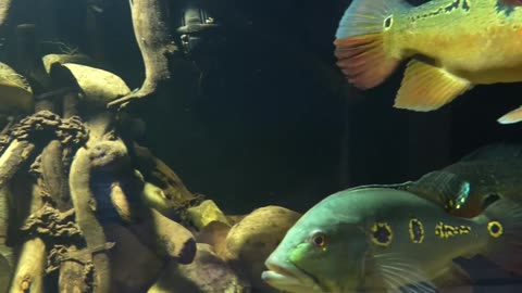 Lighting the 4500 Gallon Amazon Xingu River Aquarium