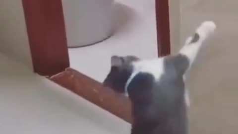 Funny animal😂cat dance🐈/funny video/viral