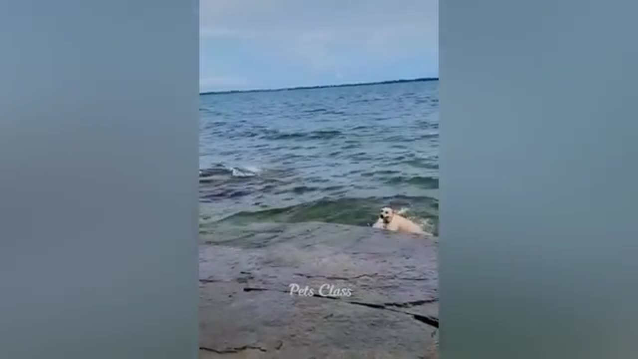 Funny animal video