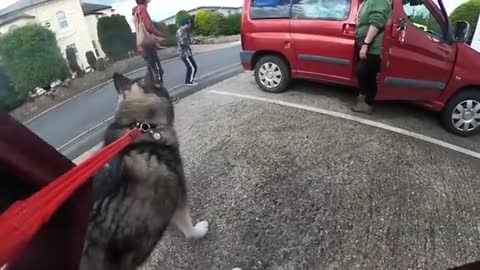 Husky COMFORTS Nervous DOG At The Vets! And Gets Love!