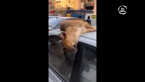 very funny animal videos part 2