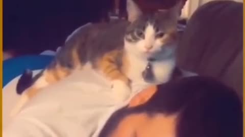 Cat love for humans but....?