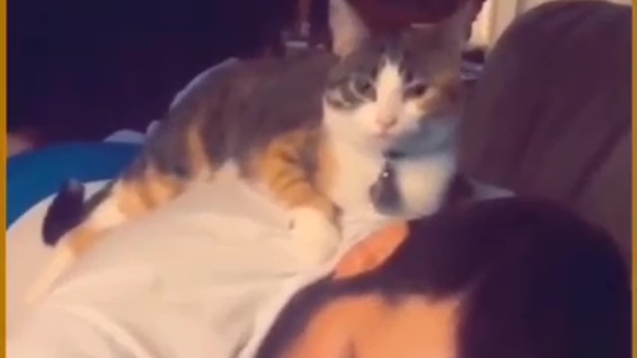 Cat love for humans but....?