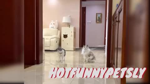 #FunnyCats 5 - Super Cute and Funny Cat------------------Try not to laugh