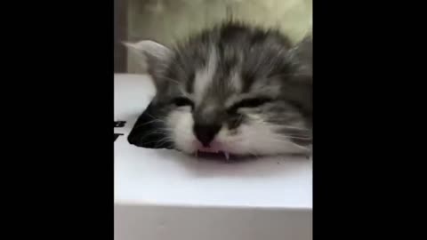 Aww Cute Baby Animals Videos Compilation _ Funny and Cute Moment of the Animals #48 - Cute TV