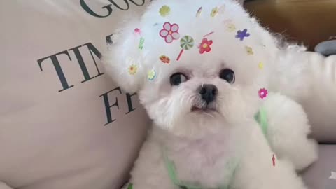 Am I cute 🥰#cute #dog #doglover