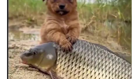 #animal friendship
