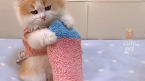 Beatiful cats