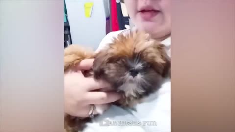 Most funniest animals for just an hour Comedic dogs and cats in 2022