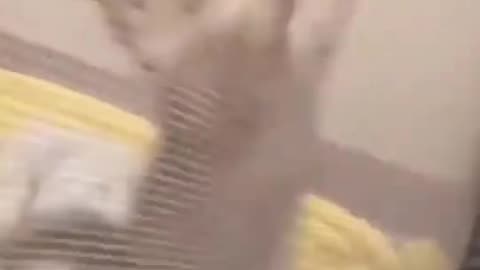 Funny Cats Reaction Moments - Funniest Cats and Dogs