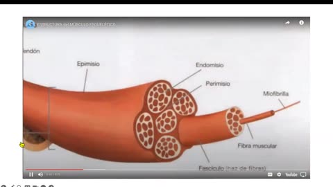 EL Santuario y El Cuerpo Humano - Octubre 28, 2024