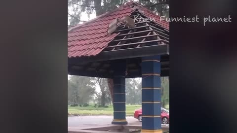 Animals Funny 🤣 Compilation Videos