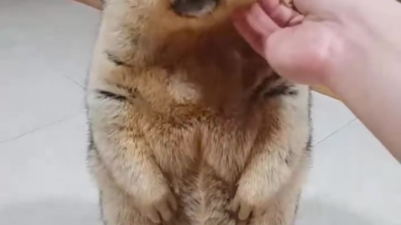 Marmot got a chili from me - Cute Marmot