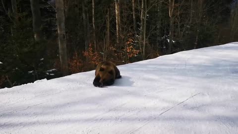 Skiing with the bear on the slope - 9 Martie 2021, Partia Cocosul Predeal Romania, by Mister Fox