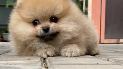 Best Oddly Satisfying Video for Stress Relief #Shorts #dog #puppy