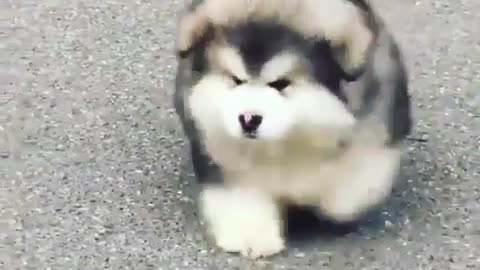 Just some cute pups on a Friday