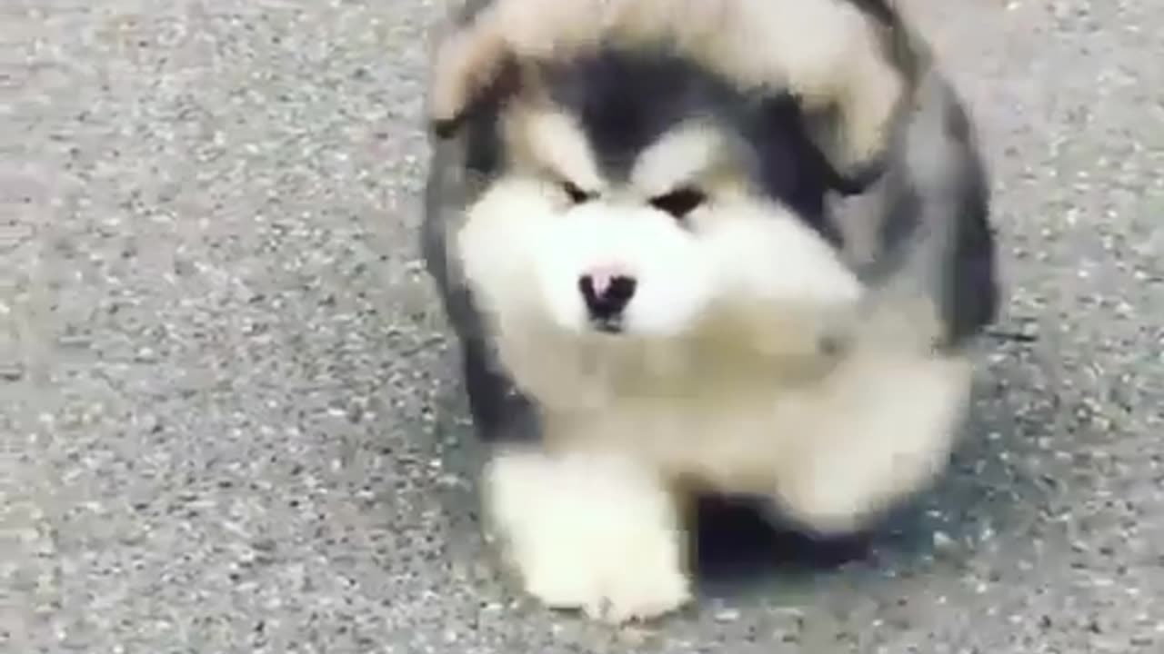 Just some cute pups on a Friday