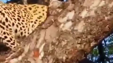 Leopardo Trazem Porcos Pequenos Paraa Arvore