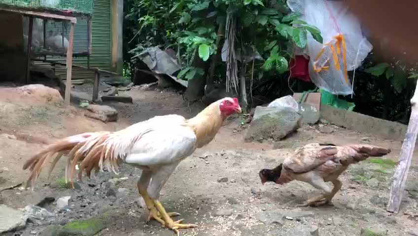 Biscuits aseel 🐓rooster