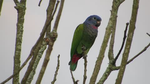 Nature Ave Parrot Fauna Armenia