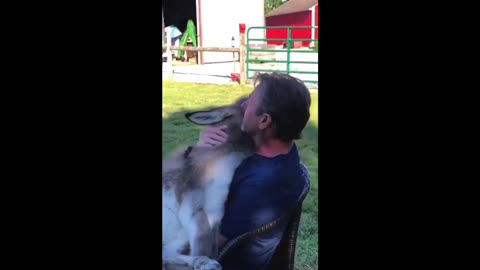 Lucky Donkey