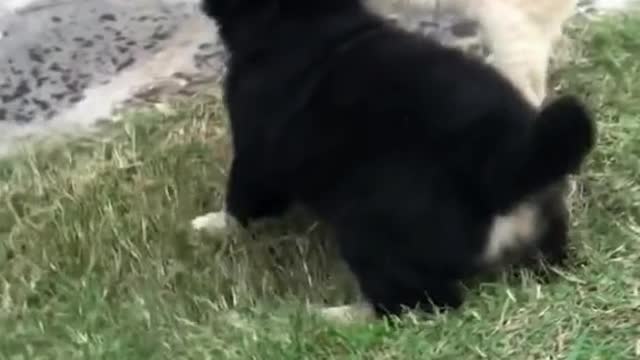 🐱Keep your distance with me puppy.