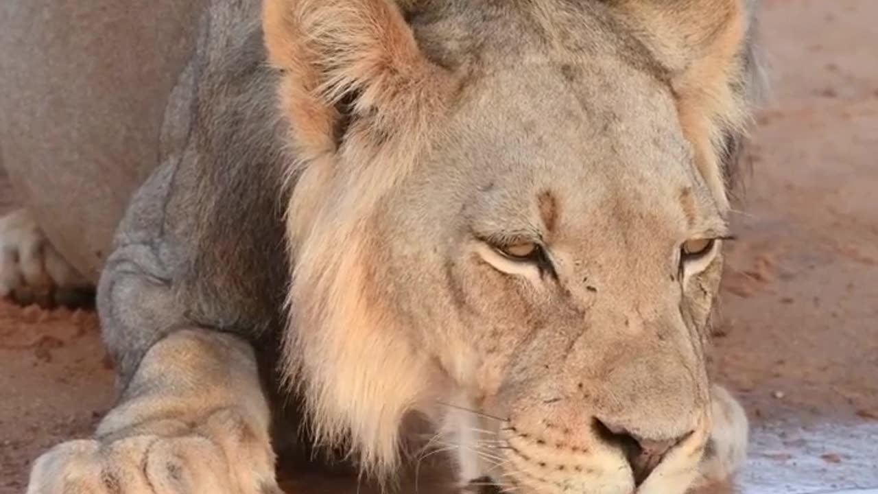 Don't forget to stay hydrated!! 🦁💧 a #lion drinks froom a puddle in #southAfrica