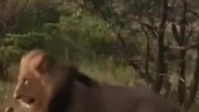 The lion was fighting with the crocodile