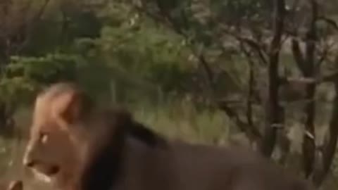 The lion was fighting with the crocodile